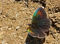 Erebia tyndarus ( Zwitserse Galnserebia)